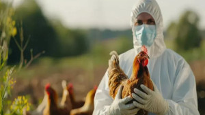 17 casos suspeitos de gripe aviária são investigados pelo Ministério da Agricultura e Pecuária