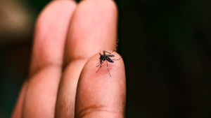 Bahia registra queda de 86% nos casos de dengue em 2025