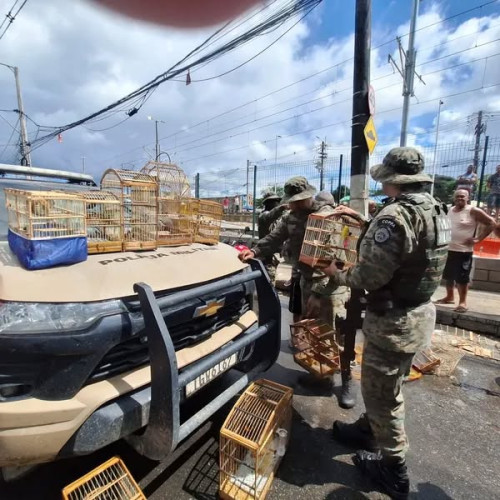 PM resgata mais de 20 aves silvestres e prende suspeito na Feira do Rolo